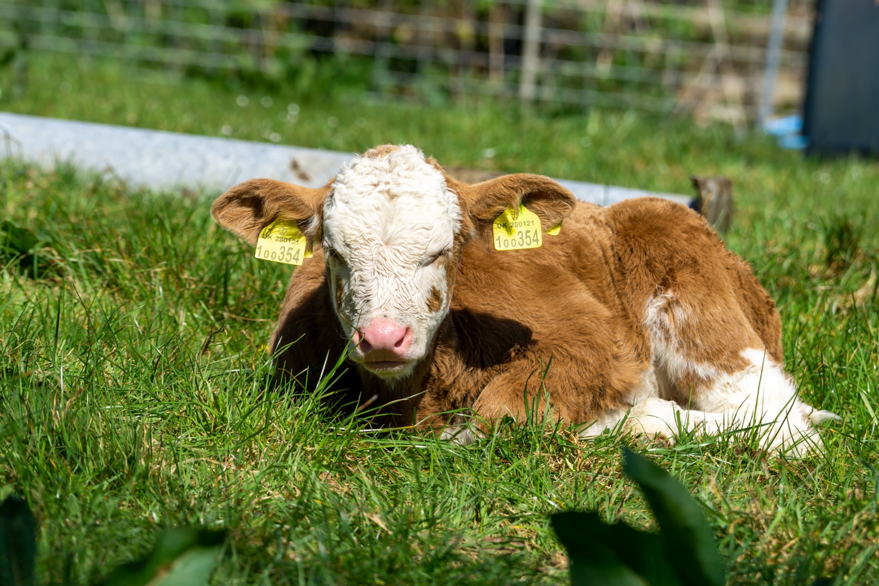 A young brown and white calf lays on grass. It has a yellow tag in each ear.