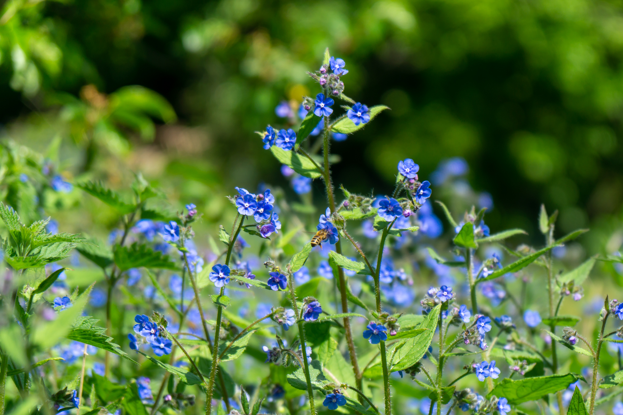 Some blue wild flowers sit amongst nettles. A honey bee can be seen on one of the flowers.